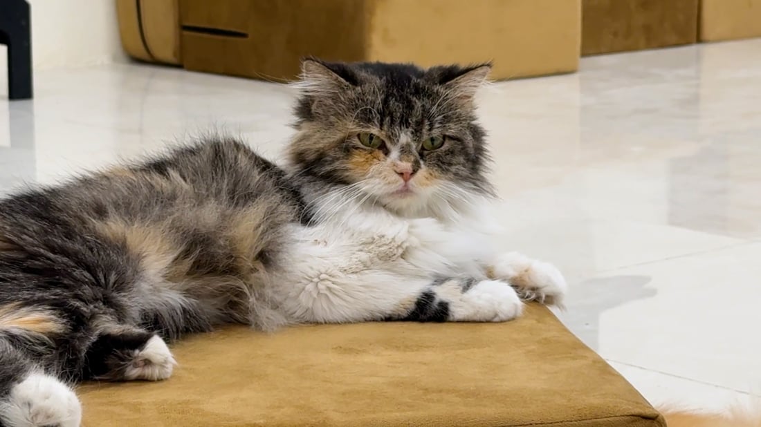 Cat café opens in Baqubah, offering safe space for pet lovers