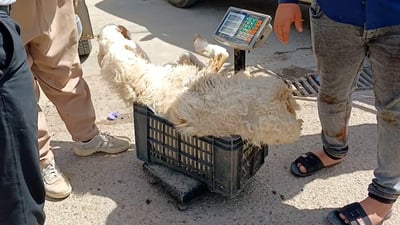 كركوك تمنع ذبح الأضاحي خارج المجزرة الرسمية وتتوعد المخالفين بالملاحقة القانونية