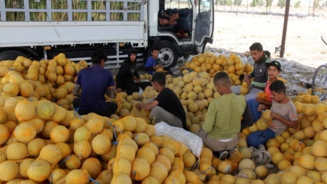 Samarra melon and watermelon flood Ishaqi market as harvest peaks