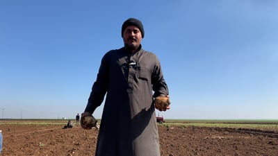 بطاطا عراقية أكبر من كف اليد وألذ من المستورد لكن هل يُعقل هذا السعر؟