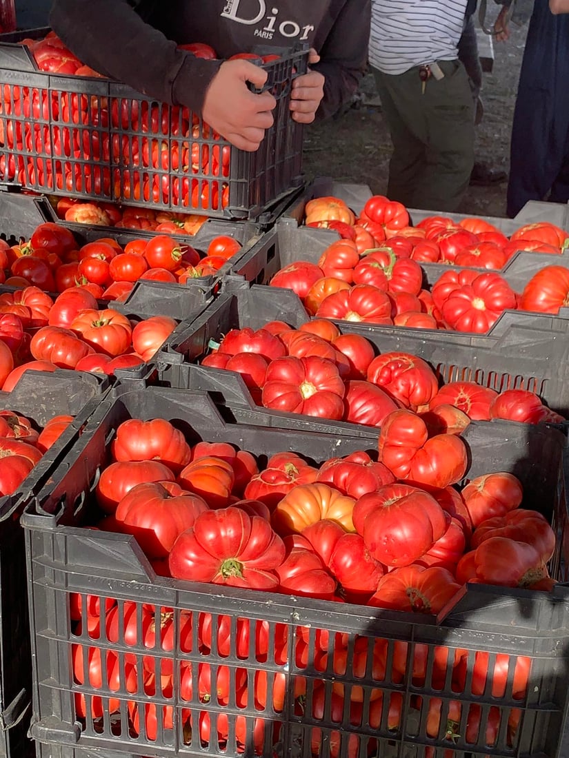 فرۆشیارێک؛ تەماتەی گوندی ئومەر گومەت بۆ دۆشاو بەرناکەوێ