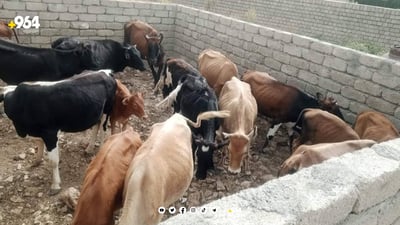 شارەوانیی دینارتە 26 مانگای دەستبەسەر كرد