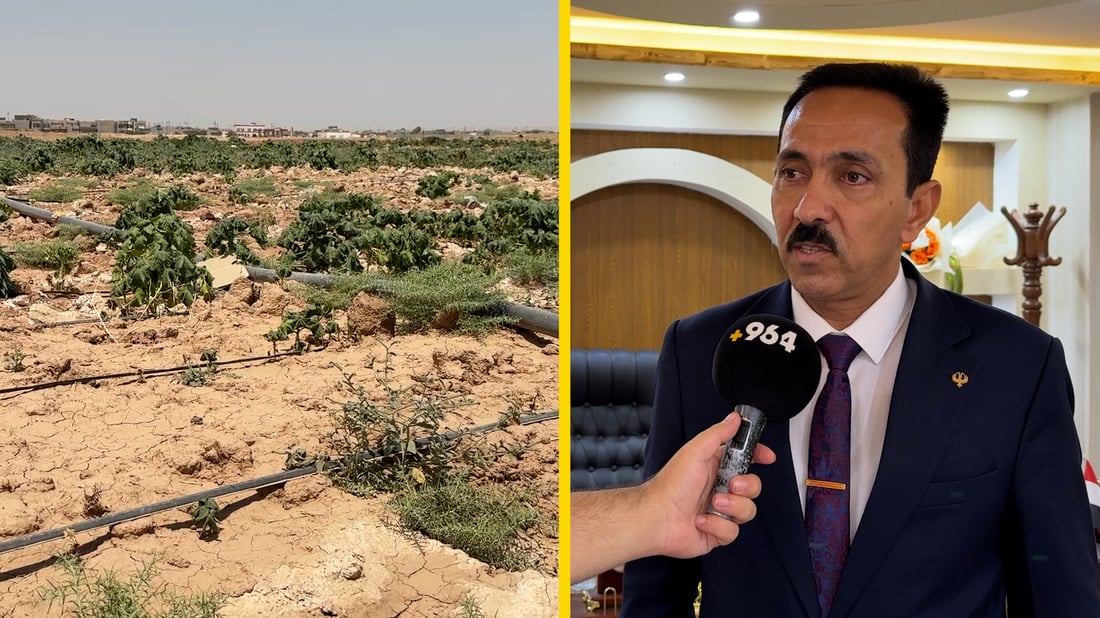 كركوك بلا زراعة هذا الصيف.. موسم الذرة الصفراء تحول إلى ذكريات (فيديو)