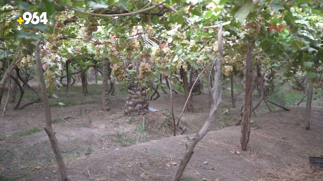 رغم ان الطائرات رشت المبيد على البساتين.. الحلة تخسر موسم العنب بسبب فايروس (صور)