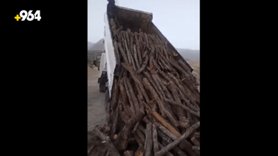 فيديو: رجلان قطعا 1000 شجرة من إحدى غابات دهوك.. الشرطة تحقق معهما