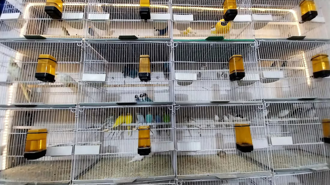 Lovebirds as New Year’s gifts in Al-Qa’im