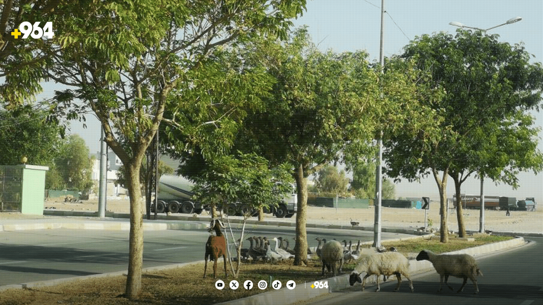 شارەوانیی رزگاری ناحیەکە سەوز دەکات و ئاژەڵەکانیش دەیخۆن