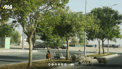 شارەوانیی رزگاری ناحیەکە سەوز دەکات و ئاژەڵەکانیش دەیخۆن