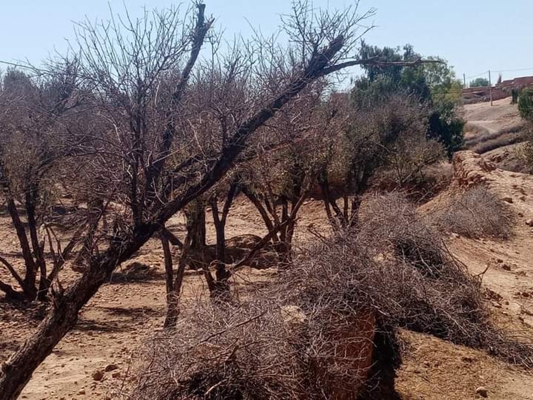 Iraq loses one million trees in two years, Green Iraq Observatory says