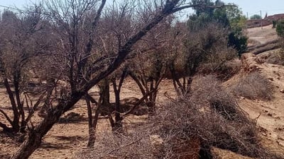 Iraq loses one million trees in two years, Green Iraq Observatory says