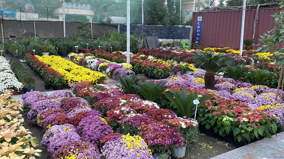 صور مذهلة من الناصرية: تخفيضات كبرى على الجوري والداوودي في مشتل المهندس