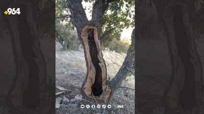 هه‌نگه‌وانه‌كان دارێكی ته‌مه‌ن سه‌روو 100 ساڵ ده‌شێوێنن