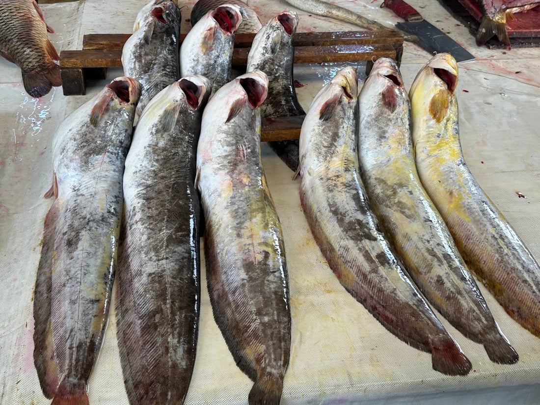 صور: أسماك المحافظات لم تصل الى سوق الميدان في الموصل.. والسعر ارتفع قليلاً