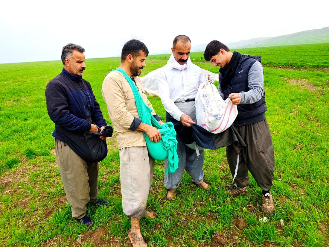 بارانی زۆر بەشێکی گەنمی جوتیارانی شارەزووری زەرد هەڵگەڕاندووە