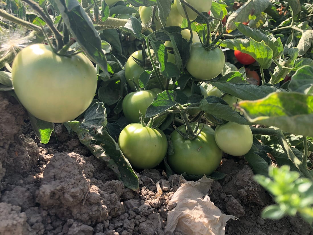 تەماتەی ئێرانی داغڵکرا و تەماتەی خۆماڵیش بەهاکەی لەدەستدا