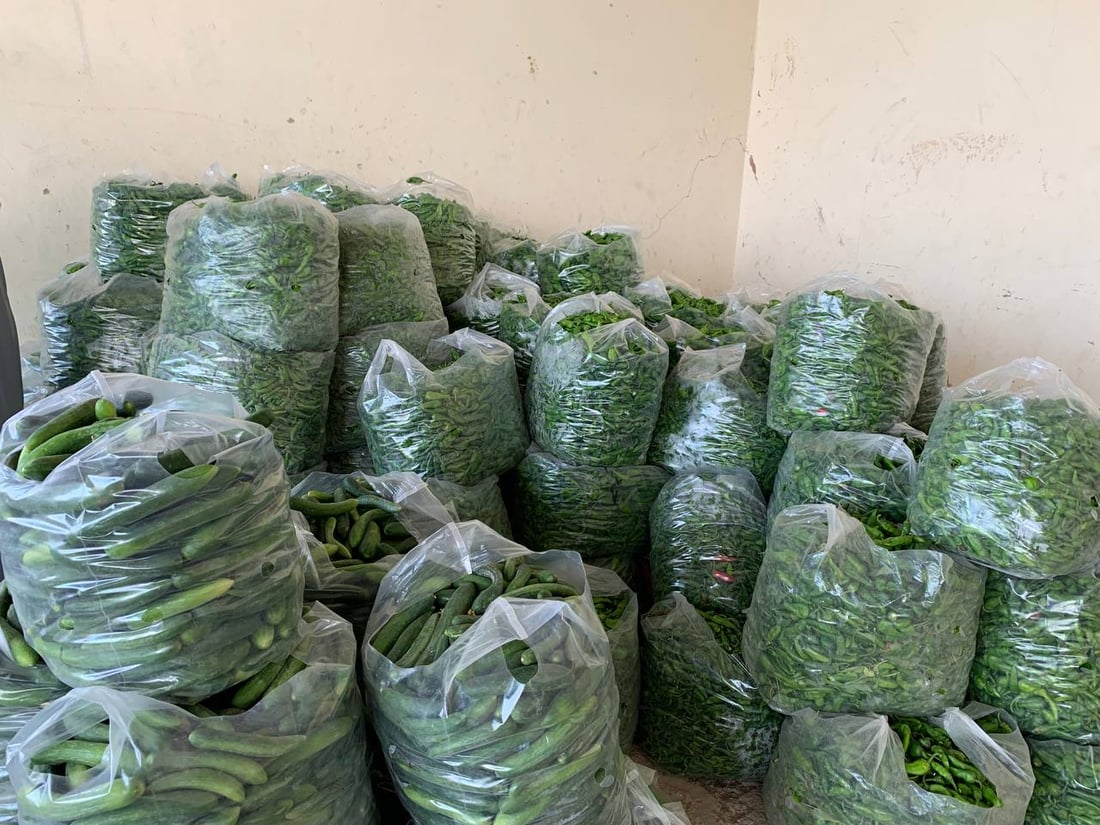 موسم حصاد حزين في أبو غريب: المحاصيل أقل بـ 40% والعلف بدل الخضروات (صور)