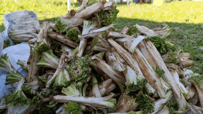 لە فێستیڤاڵی گیابەهارییەکانی خورماڵ دەیان جۆر گیای جیاواز دەفرۆشرێن