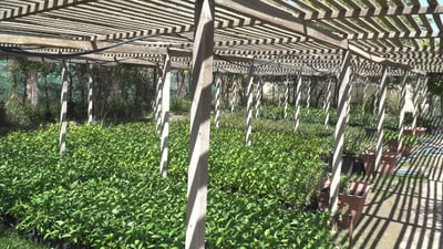 البلدية تقدم عرضاً لسكان بابل: جولة في “الفردوس” من أجل مدينة خضراء (صور)