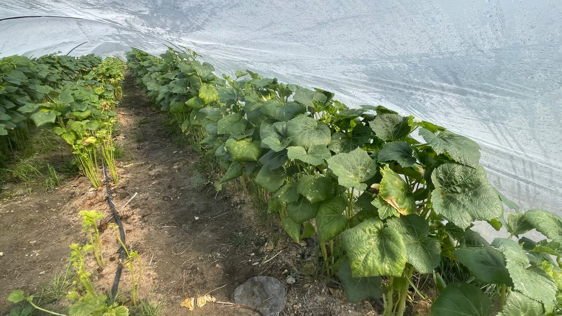 Basra okra fetching $13 per kilo