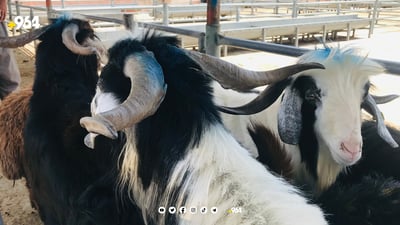 Eid sacrifices fall by half at slaughterhouses in Sulaymaniyah, Halabja