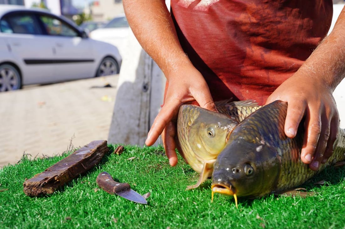 تحطيم أسعار بين باعة السمك والكيلو إلى 6 آلاف.. مدخل بعقوبة مزدحم بـ 50 سيارة