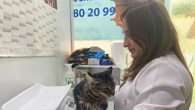 صور: فيروس قاتل يهدد قطط وكلاب المنازل في دهوك