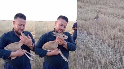 له‌ ده‌شتى قه‌راج ته‌نیا بۆ وێنه‌گرتنێك كارمامزه‌كان ده‌گرن و ئازادیان ده‌كه‌ن