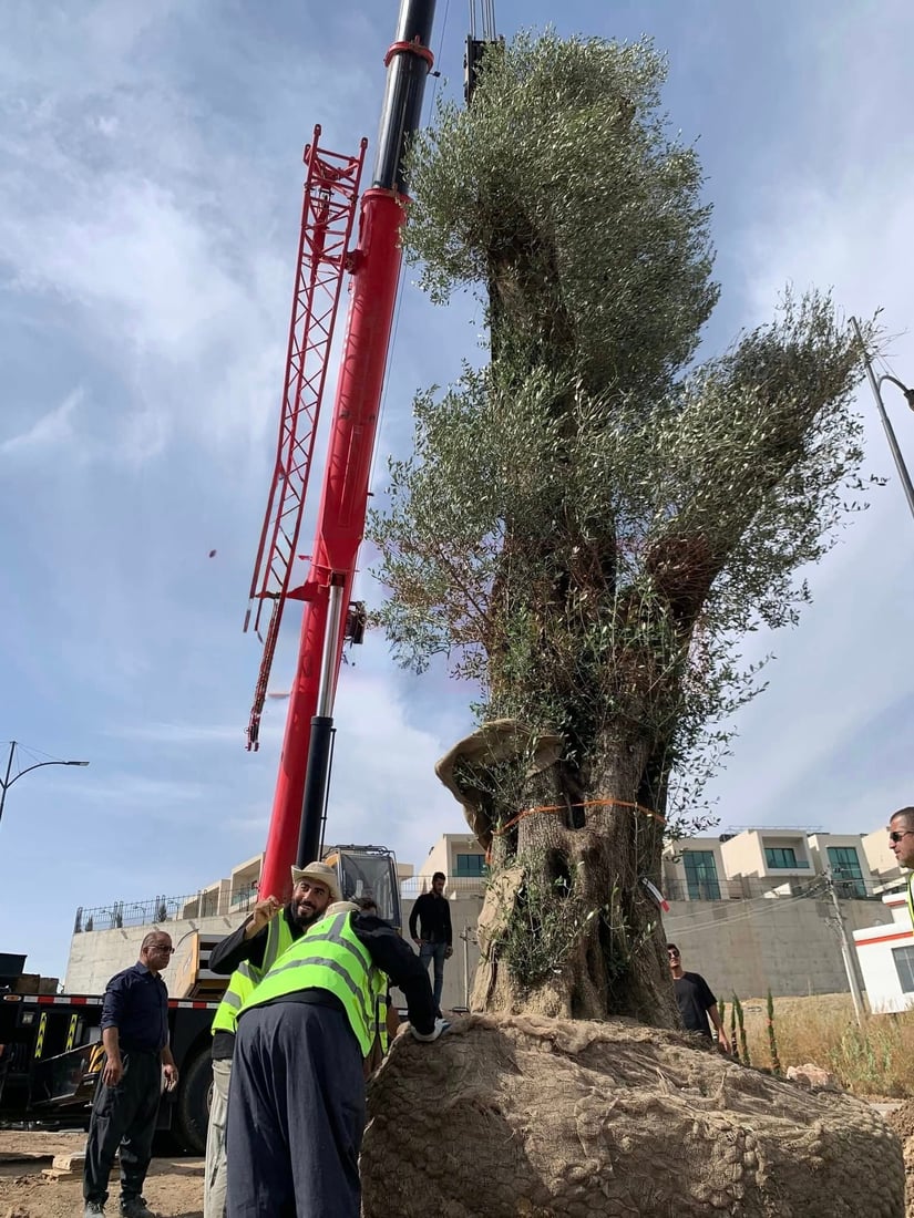 دار زەیتوونێکی تەمەن 200 ساڵ لە شەقامی مەلیک مەحمود چێندرا