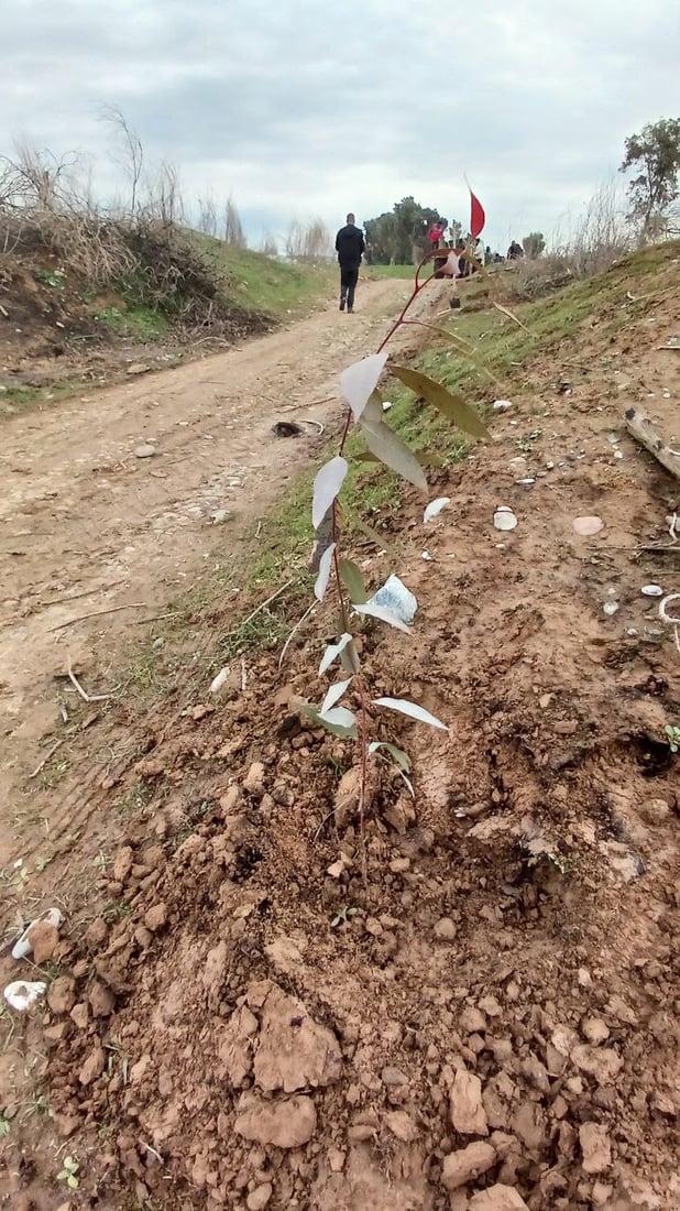 غابات قرة بك تعود مجدداً.. حرق شواطئ الزاب يواجه بحملة تشجير (صور)