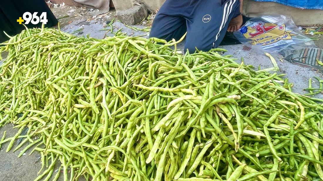 صور: وصول “التوحة” من بساتين شمال البصرة.. تنافس لوبياء سامراء لكن لشهر واحد