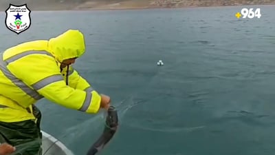 لە پێناو رزگارکردنی ماسییەکان ژیانی خۆیان دەخەنە مەترسییەوە