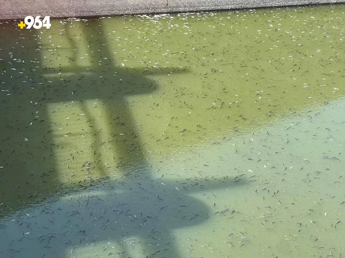 964mediaصورة من منصة (شبكة): 