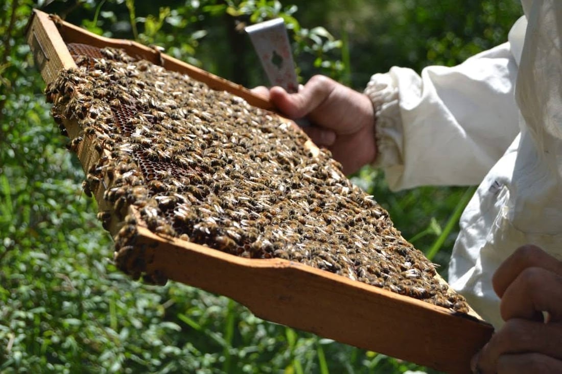 كربلاء تطلق حملة مجانية لمكافحة “النوزيما”.. دعوة لمربي النحل لتسجيل مناحلهم