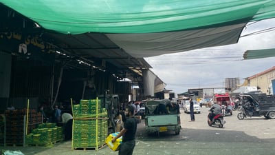  نرخى گێلاس و قۆخ و قەیسى بەرز بووەوە