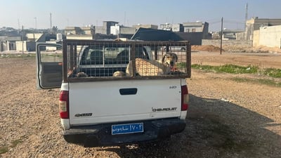 Erbil municipality intensifies campaign to capture and shelter stray dogs as public concern grows