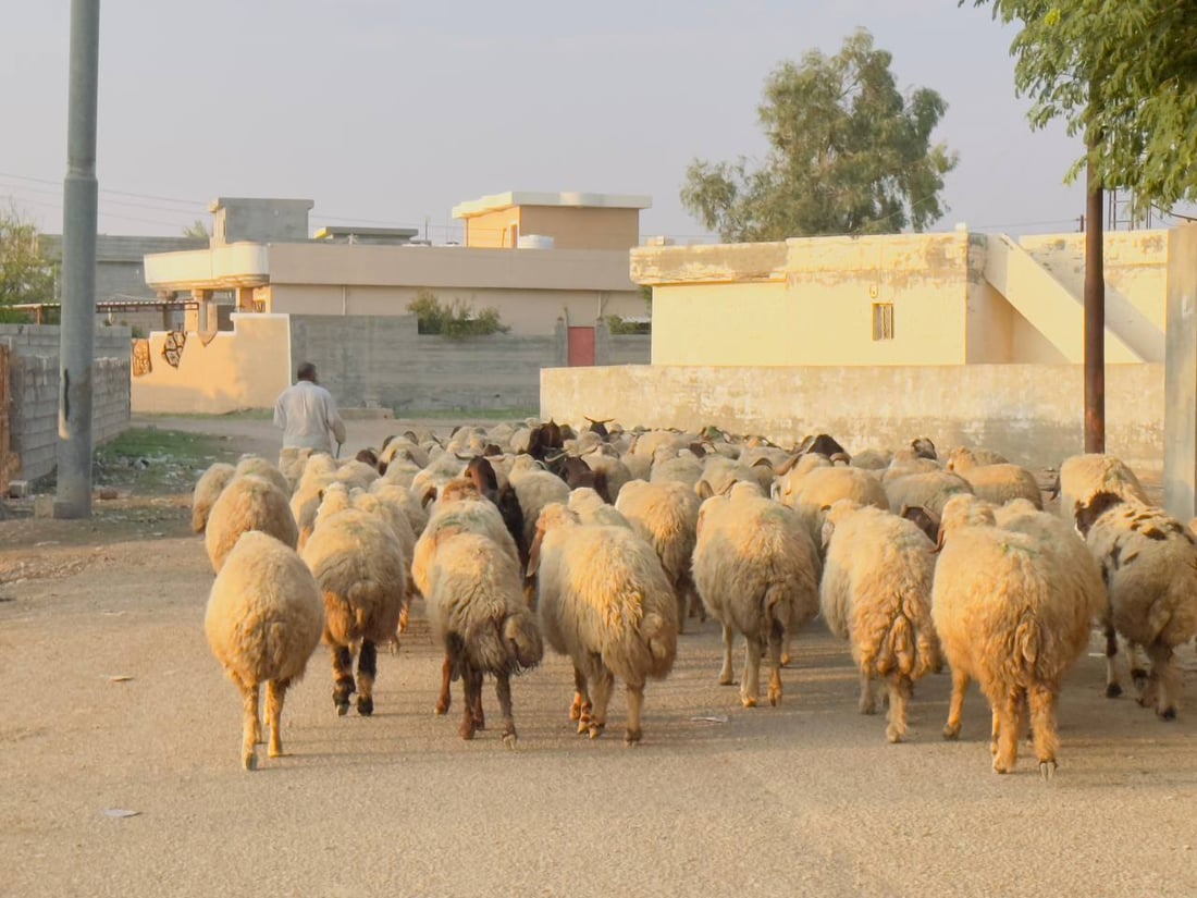 دەنگۆی فرۆشتنی چوار گوند لە خانەقین هەرای ناوەتەوە