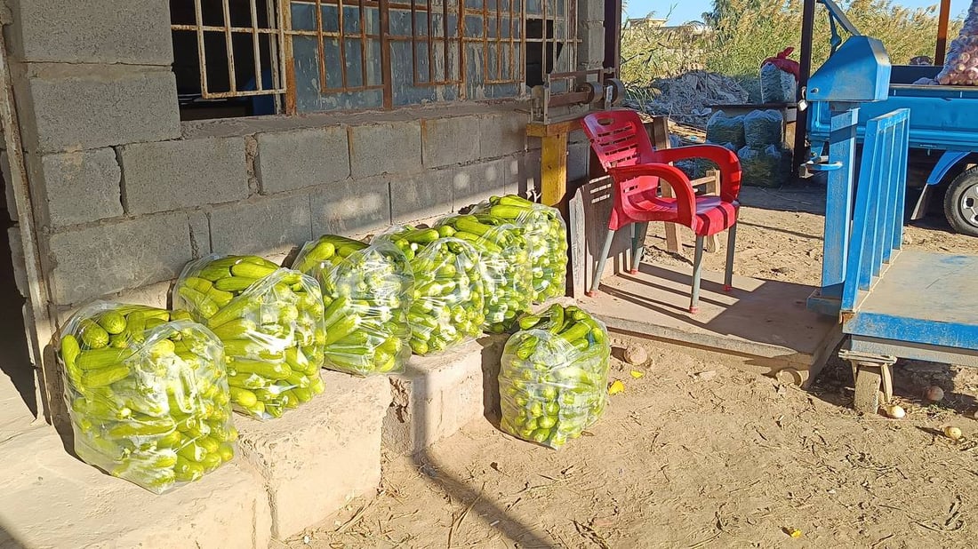 حصاد الشتاء بدأ في الرضوانية والعلاوي تبيع ما تبقى من محاصيل الصيف (صور)