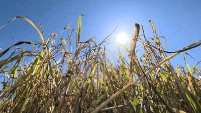 Rain, cold weather severely damage Raperin wheat production
