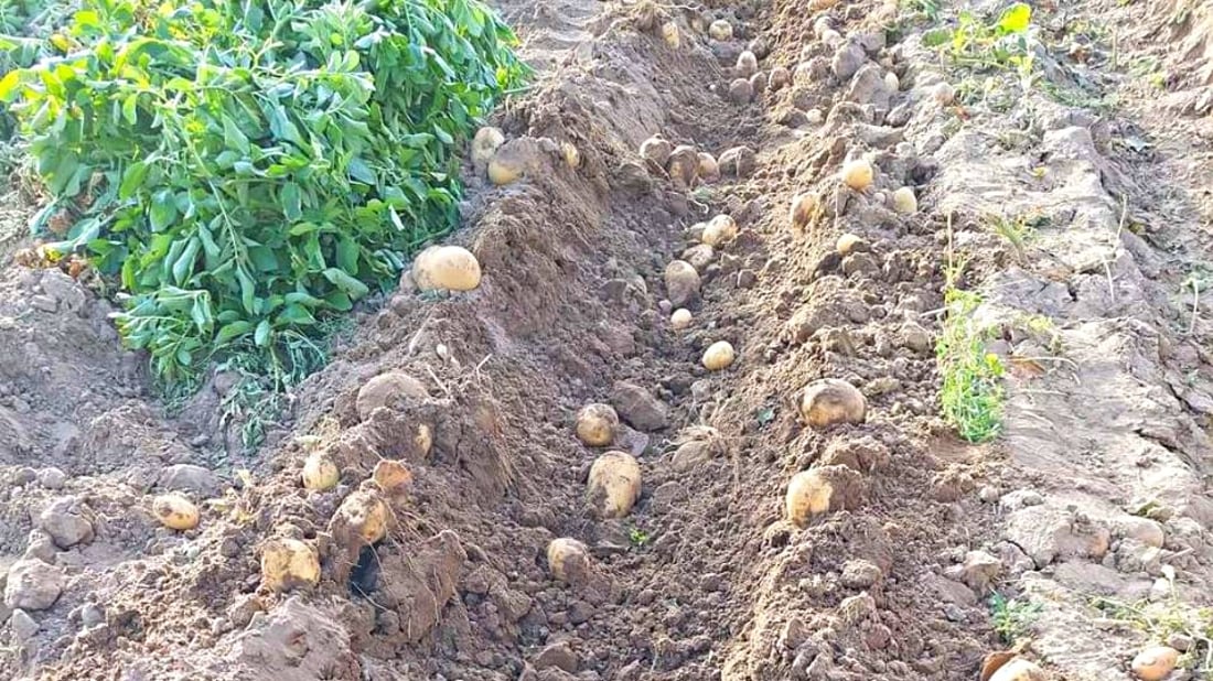 القائم تحتفل بموسم البطاطا: عام رائع وبغداد ستتذوّق حصاد “الديرة” (صور)