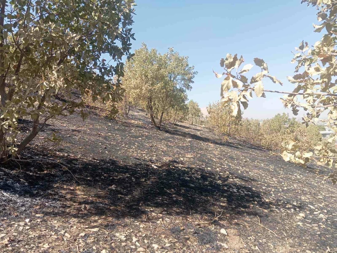 بە زەڕەبینێک نزیکەی 1000 داربەڕوو و 20 دۆنم پوش و پاوان سووتا