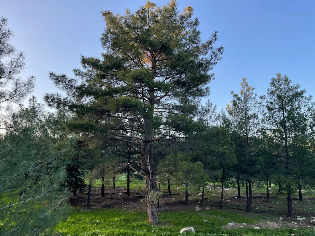 صور: أكبر شجرة في غابة طاسلوجة امتصت 945 كغم من CO2