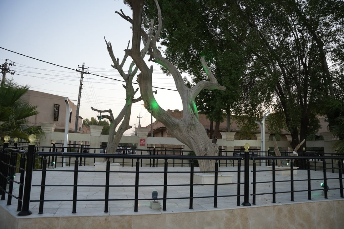 صور: إيطاليات في البصرة وبلغاريات يتأملن شجرة آدم.. انتهى الحر