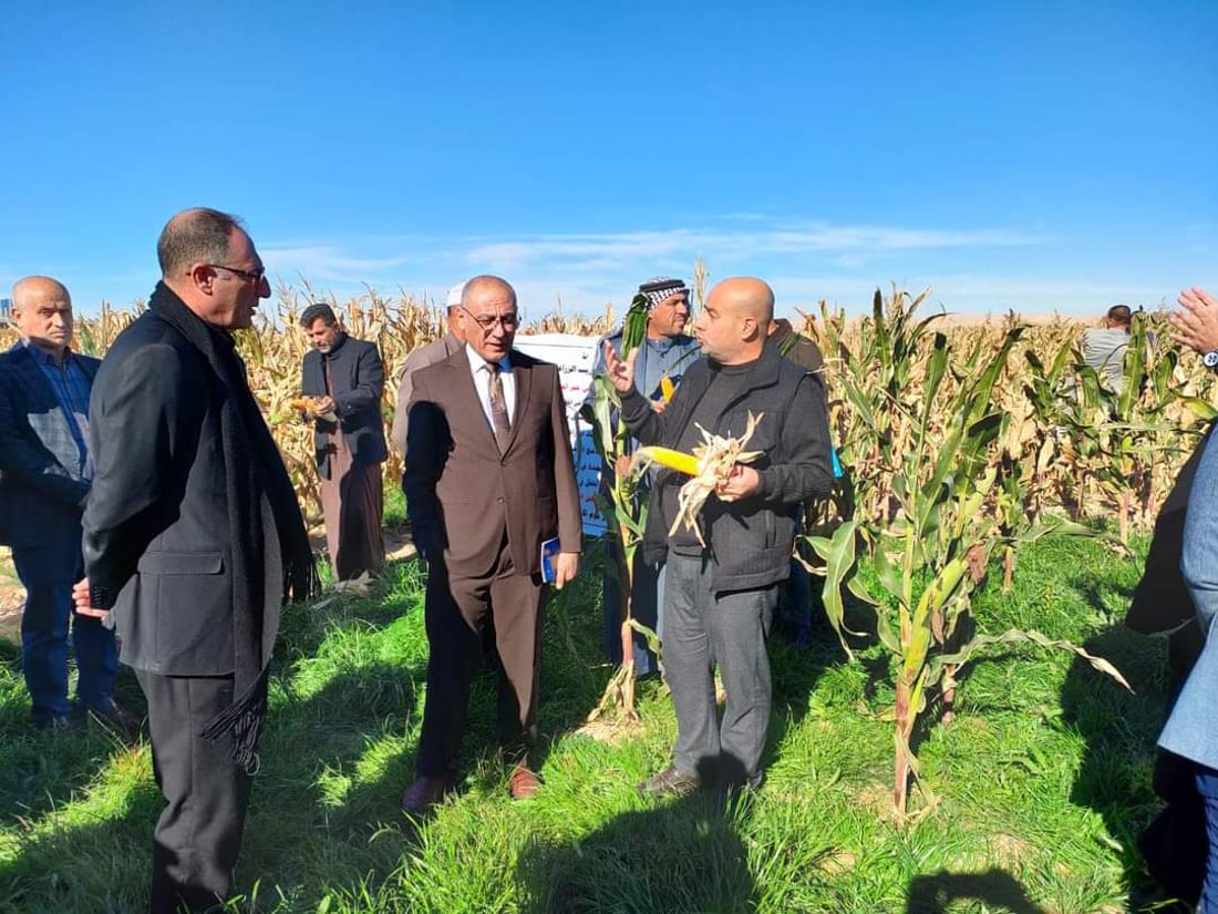 ازرعوا حقولكم بالذرة الصفراء فهي مربحة وتفيد التربة.. نصائح إلى مزارعي تلعفر