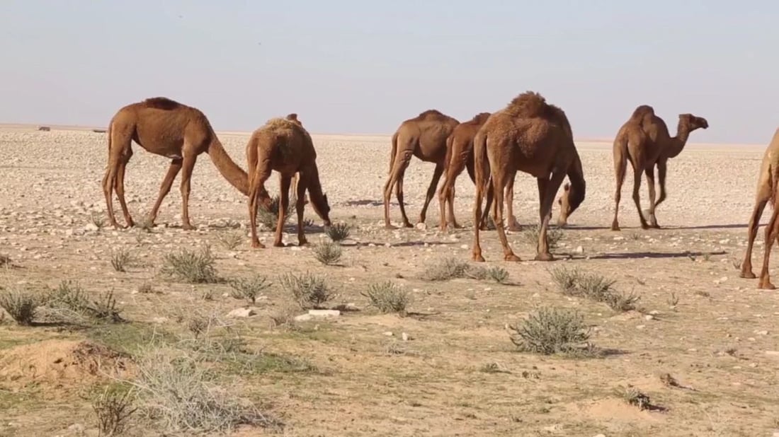 فرصة عمل في بادية السماوة.. راتب رعاة الإبل والغنامة يصل إلى 700 ألف دينار
