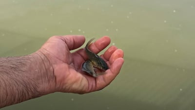 فيديو: خبراء يطلقون 10 آلاف إصبعية سمك في أهوار البصرة.. طولها 4 عقد وتجاوزت الخطر