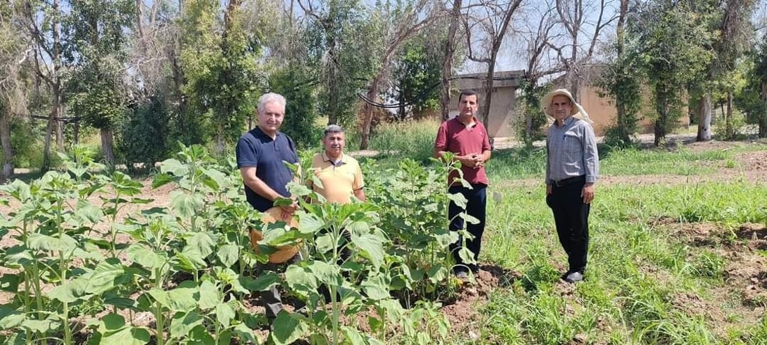 Sharazur sunflower with high oil content cultivated to boost local production