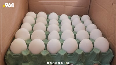 کەس نازانێت کەی هێلکەی بایەعیەکە بەسەردەچێت