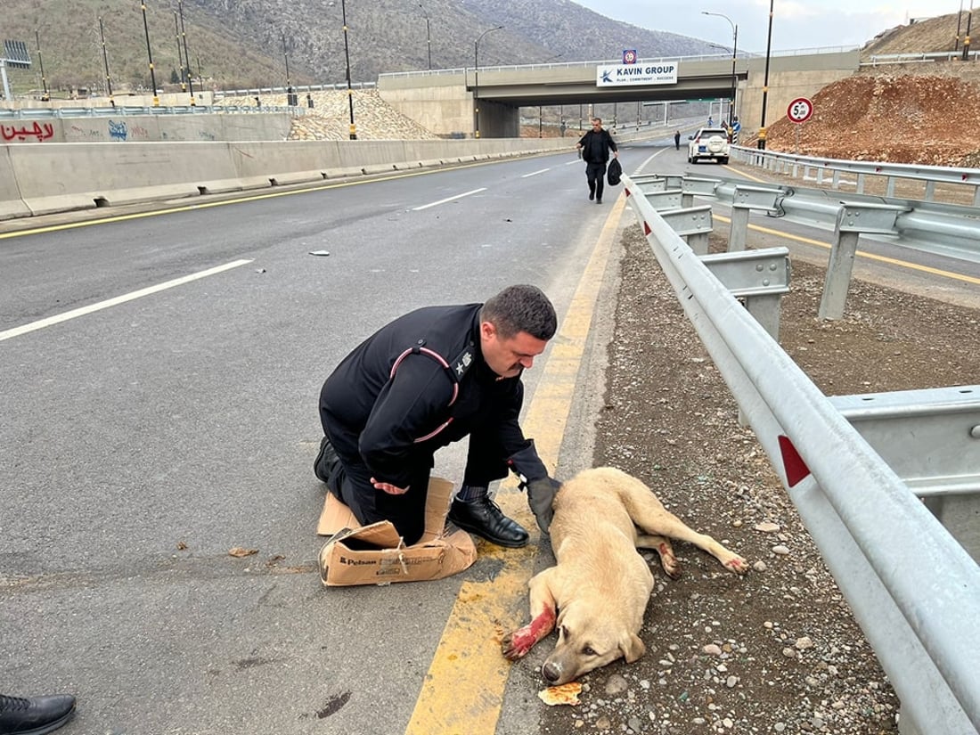 بەرگریی شارستانیی سۆران هەر مرۆڤەکان رزگار ناکات؛ بەهانای ئاژەڵەکانیشەوە دەچن