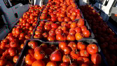 تەماتەی عێراقی دەچێتە کوەیت؛ 1000 تۆن لە سەفوانەوە پەڕییەوە