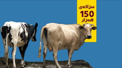 مانگاى به‌ڕه‌ڵا واز لە شوێنە گشتییەکانی هەڵەبجە ناهێنێت